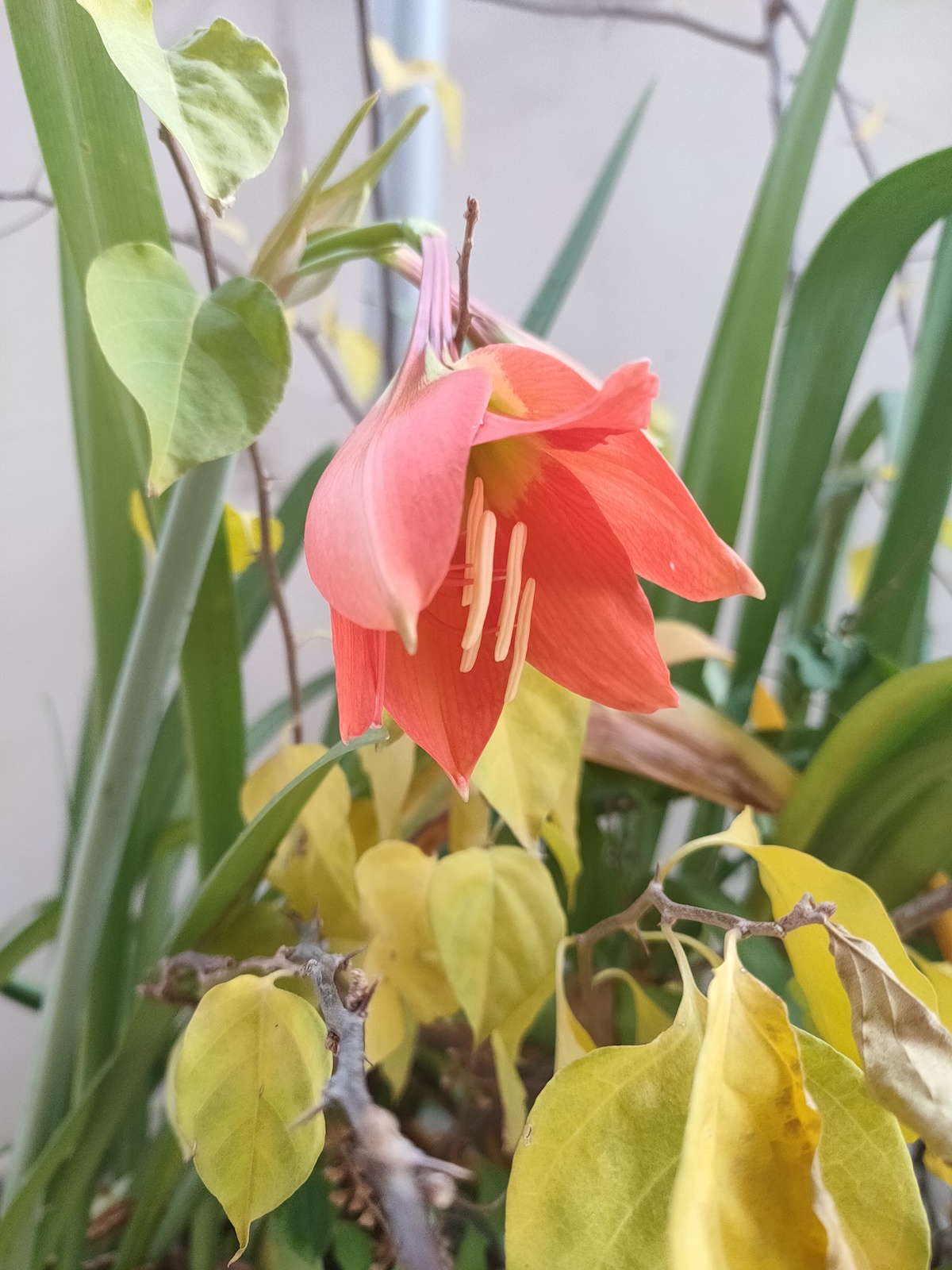 Plantes de Benín
